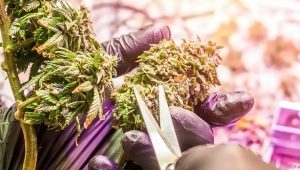 Cropped Hands in black gloves trimming medical Cannabis Marijuana buds prepare for drying