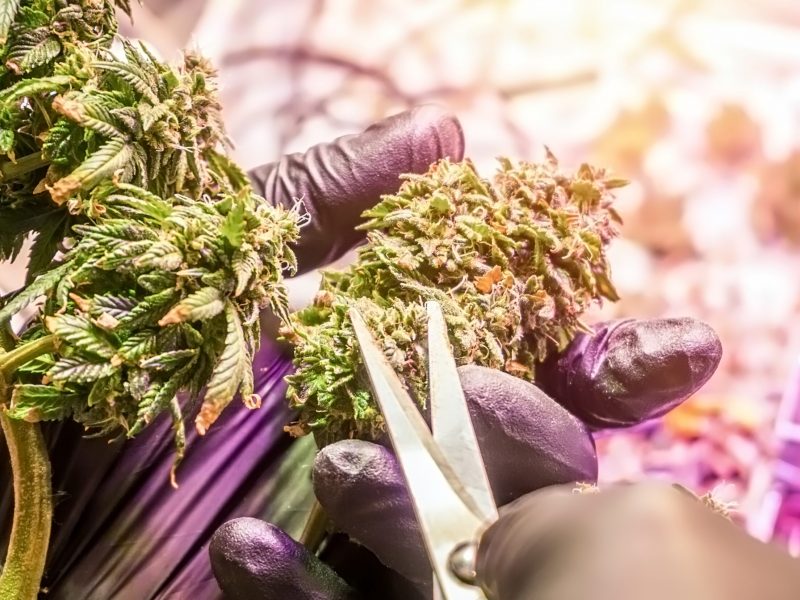 Cropped Hands in black gloves trimming medical Cannabis Marijuana buds prepare for drying