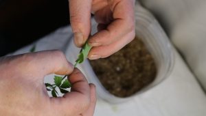 dipping-a-sprig-of-marijuana-in-aloe-pulp-to-stimulate-the-formation-of-roots-of-a-clone-of-a-plant_t20_8gr696