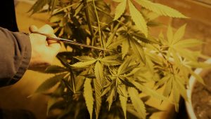 man-cuts-foliage-from-a-ripe-marijuana-bush-indoors-with-dim-yellow-lighting-picking-cannabis-leaves_t20_gLbjlz