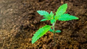 young-cannabis-plant-og-kush-indica-strain-seedling-on-coco-coir-cotyledons-cbd-grow-hemp-medicine_t20_RzOB3N